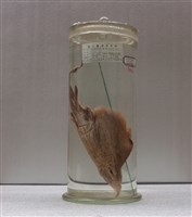 藏品(多棘老板鯆)的圖片